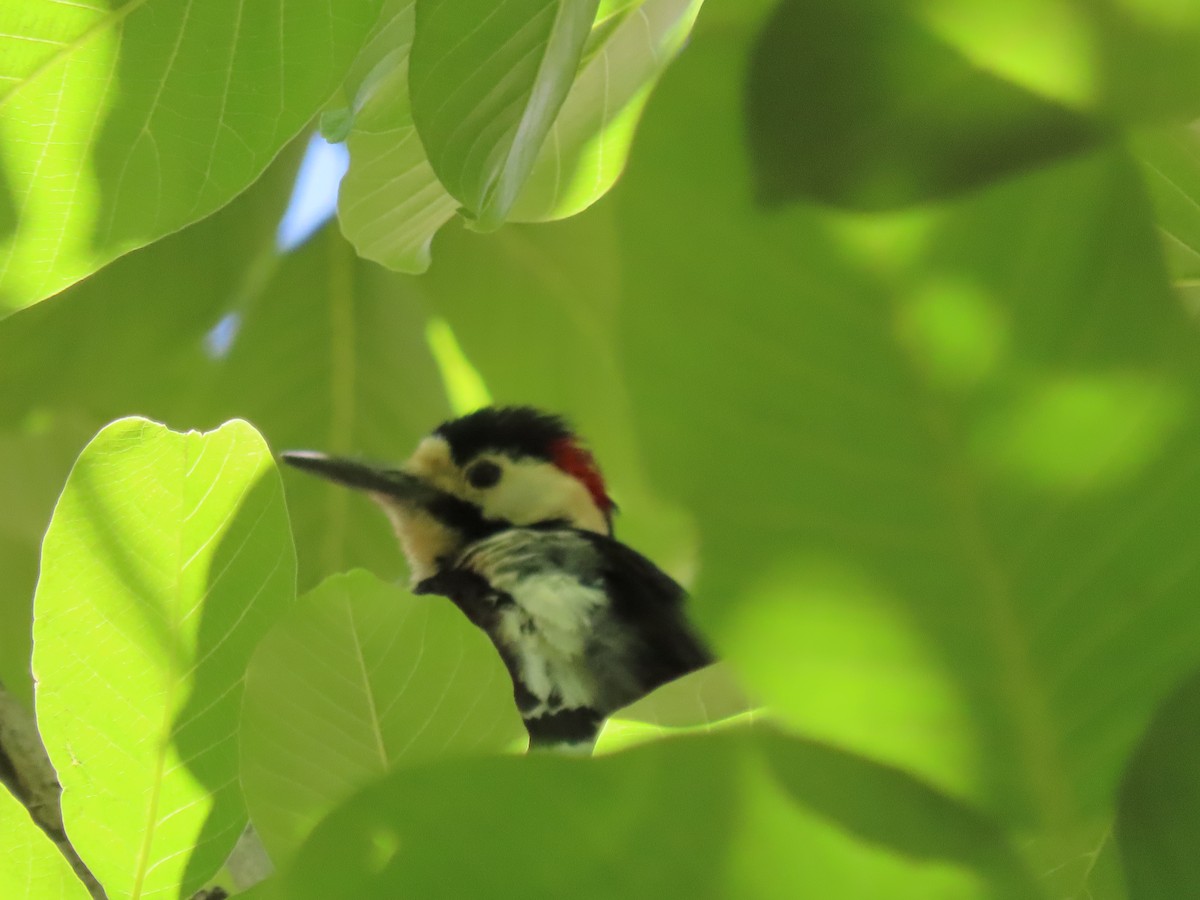 Syrian Woodpecker - ML459491791