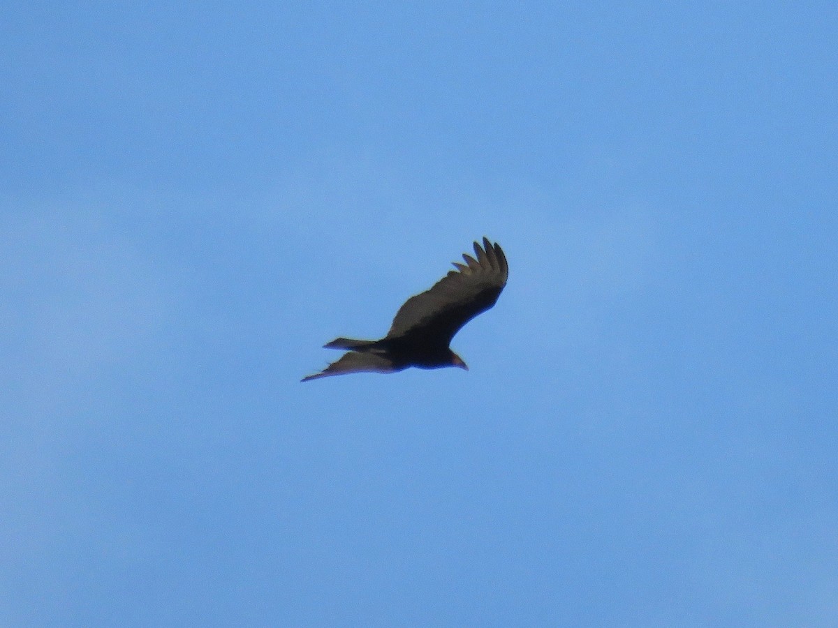 Lesser Yellow-headed Vulture - ML45949281