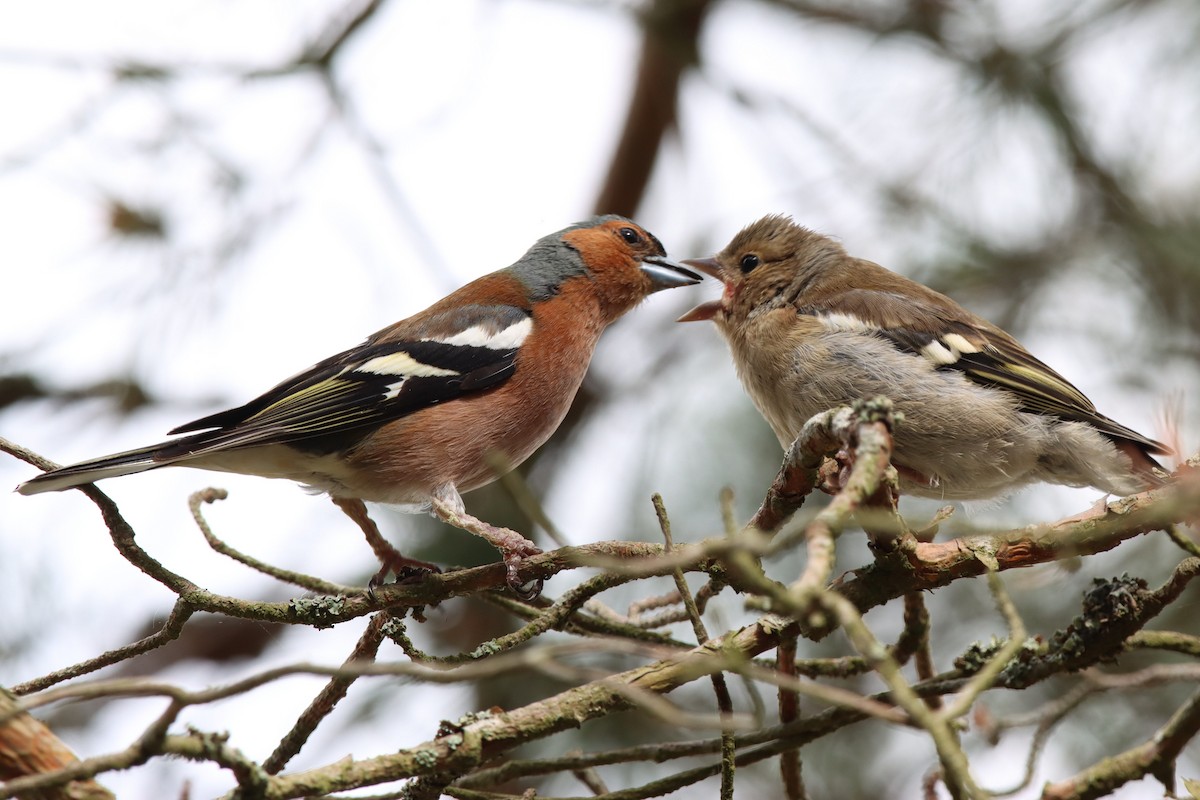 Common Chaffinch - ML459493941