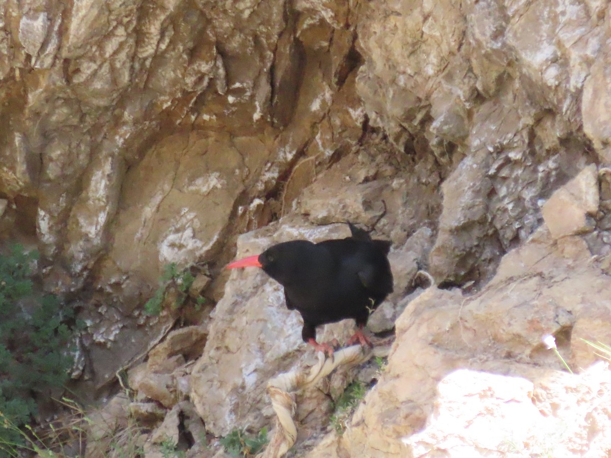 Red-billed Chough - ML459494701