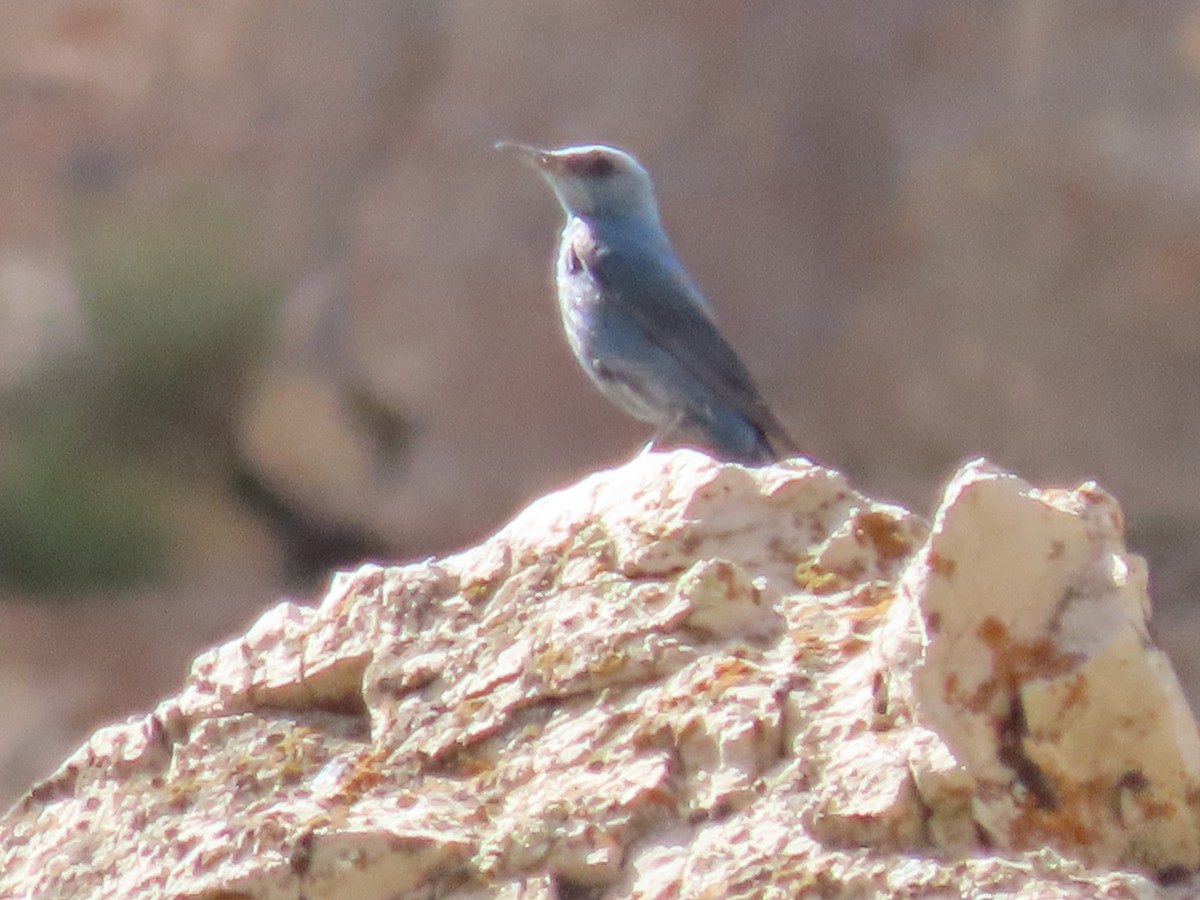 Blue Rock-Thrush - ML459495091