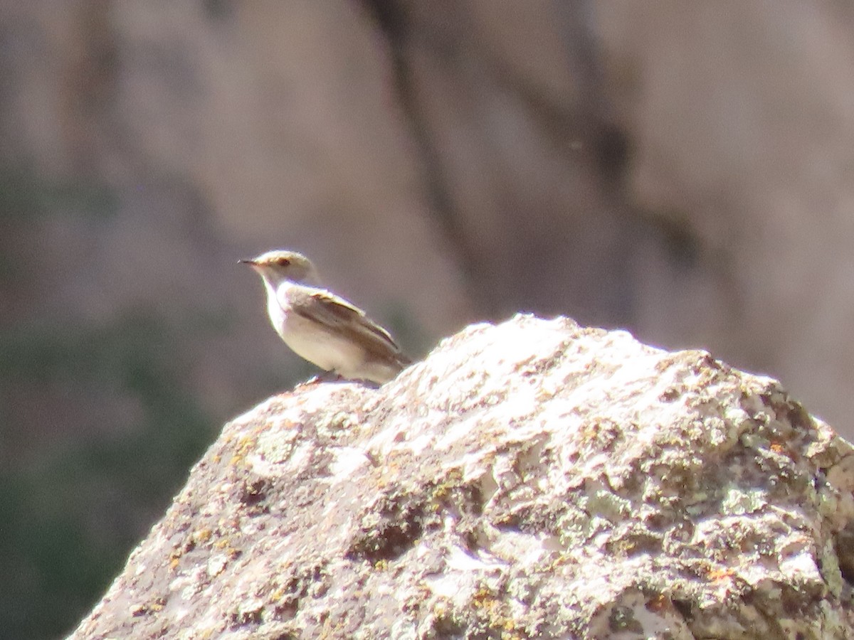 Blue Rock-Thrush - ML459495111