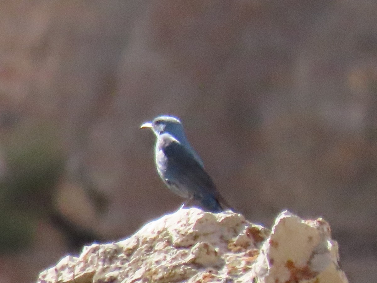 Blue Rock-Thrush - ML459495151