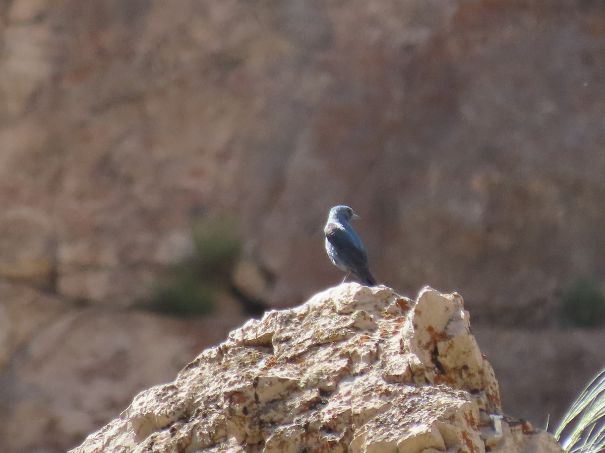 Blue Rock-Thrush - ML459495201