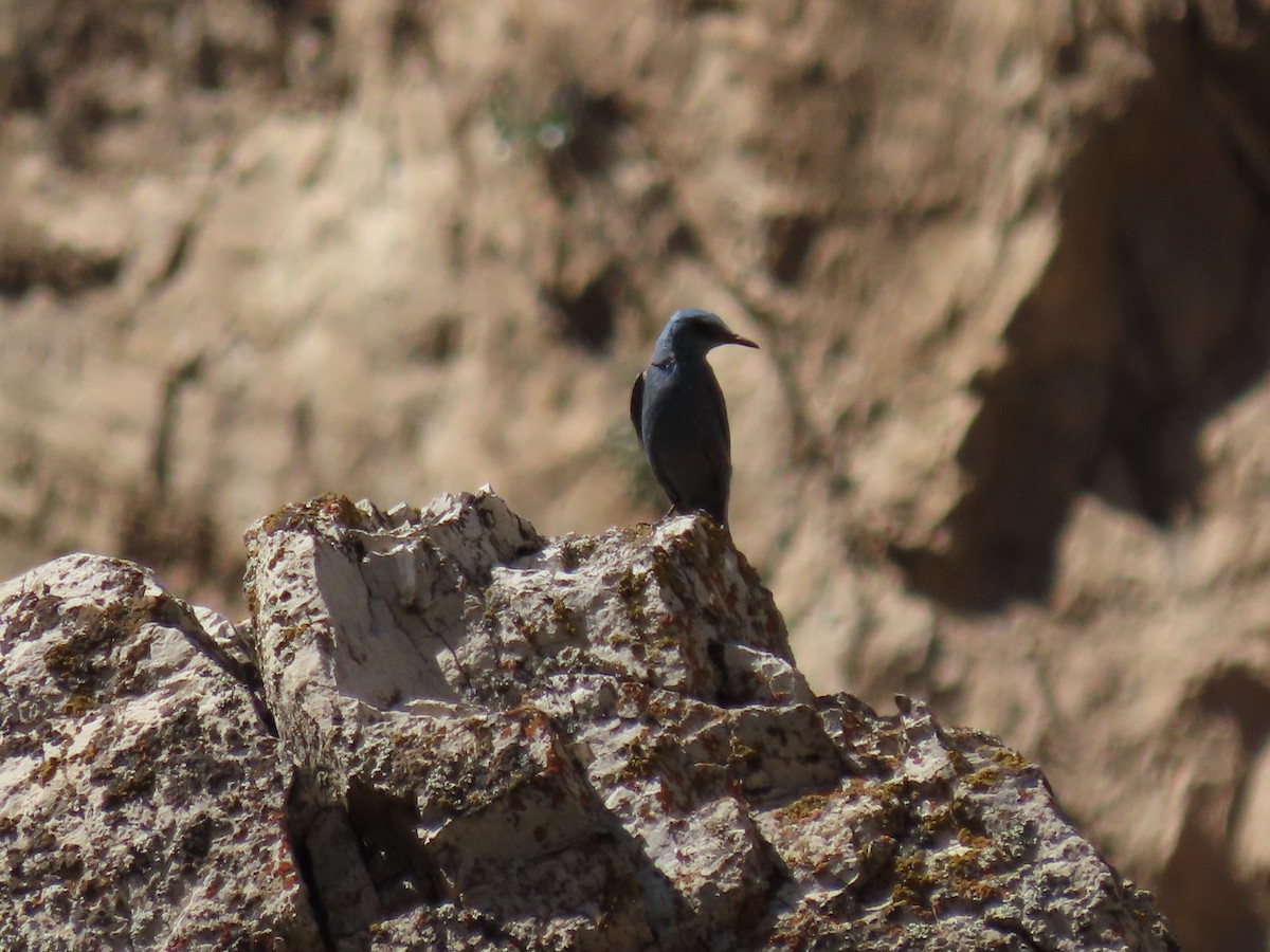 Blue Rock-Thrush - ML459495241