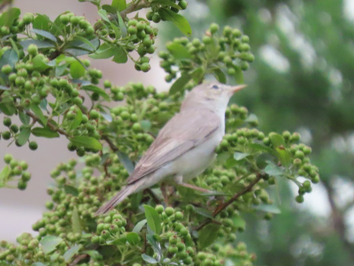 Greater Whitethroat - ML459495261