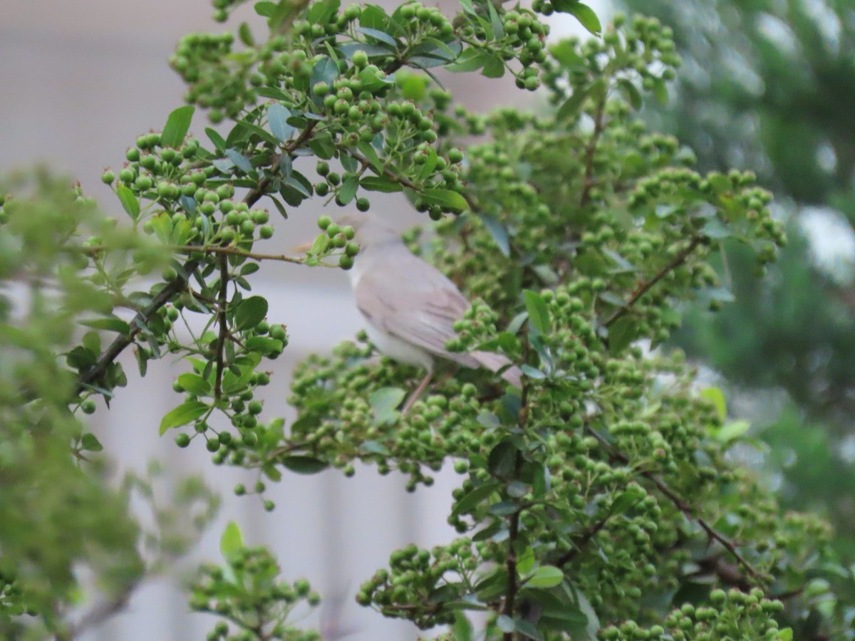 Greater Whitethroat - ML459495281