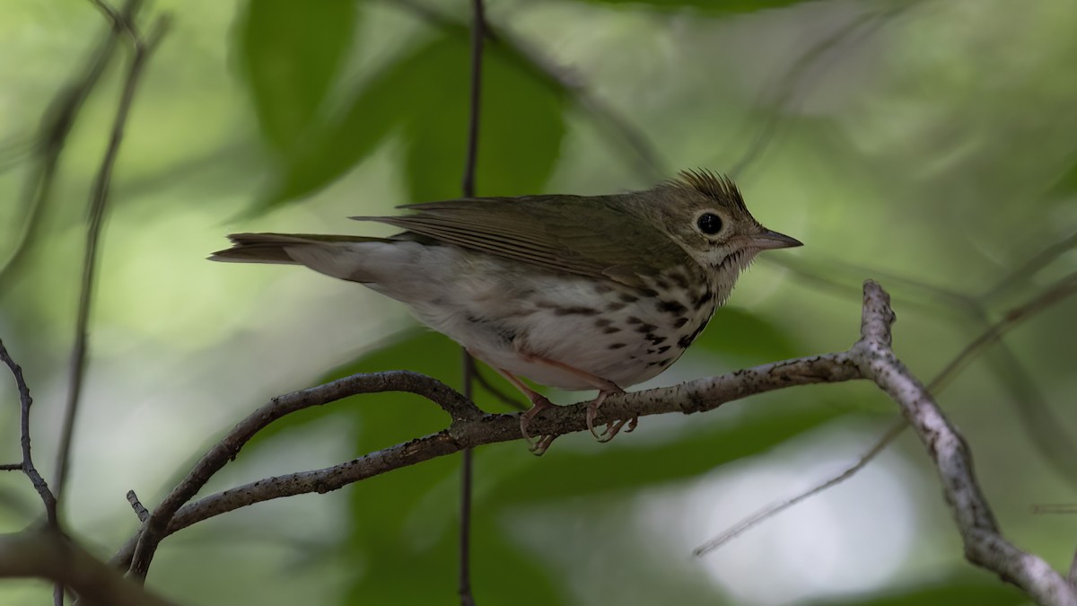 Ovenbird - ML459495591