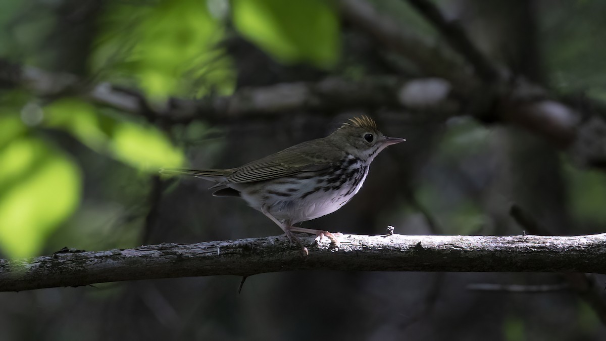 Ovenbird - ML459495601