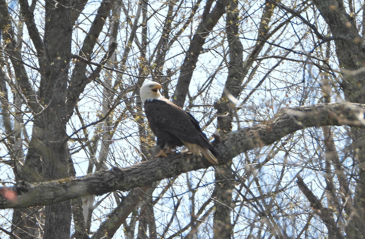 Bald Eagle - Karen Markey