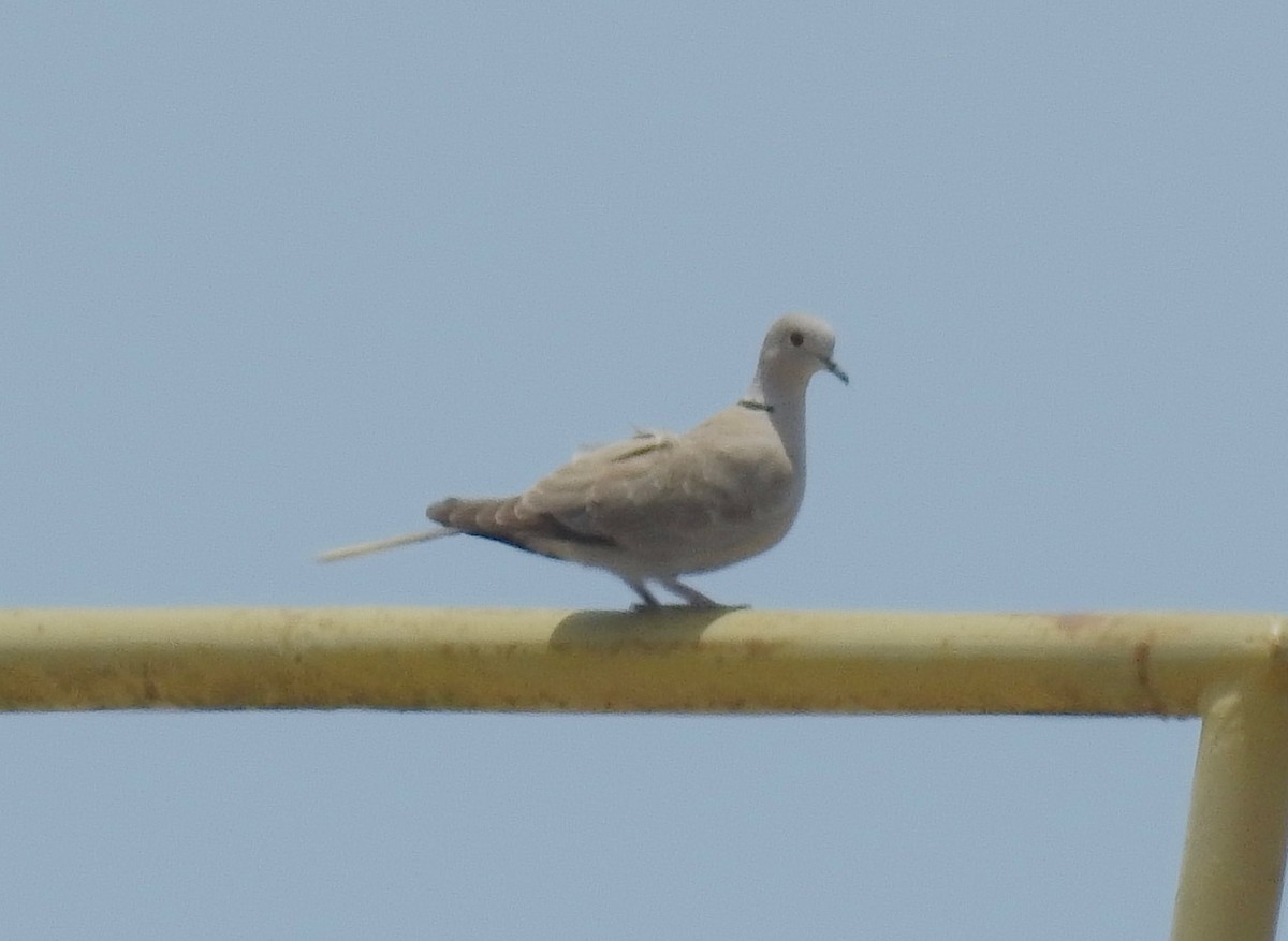 Eurasian Collared-Dove - ML459498551