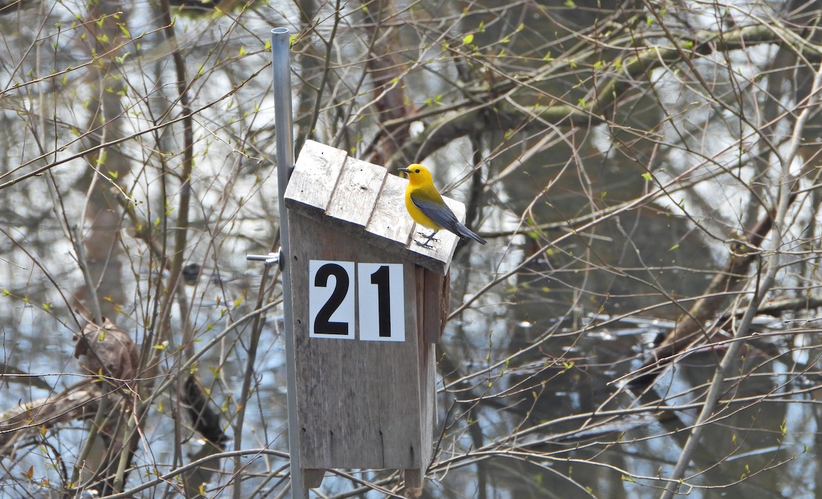 Prothonotary Warbler - Karen Markey