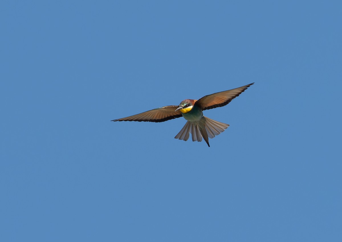 European Bee-eater - ML459501081