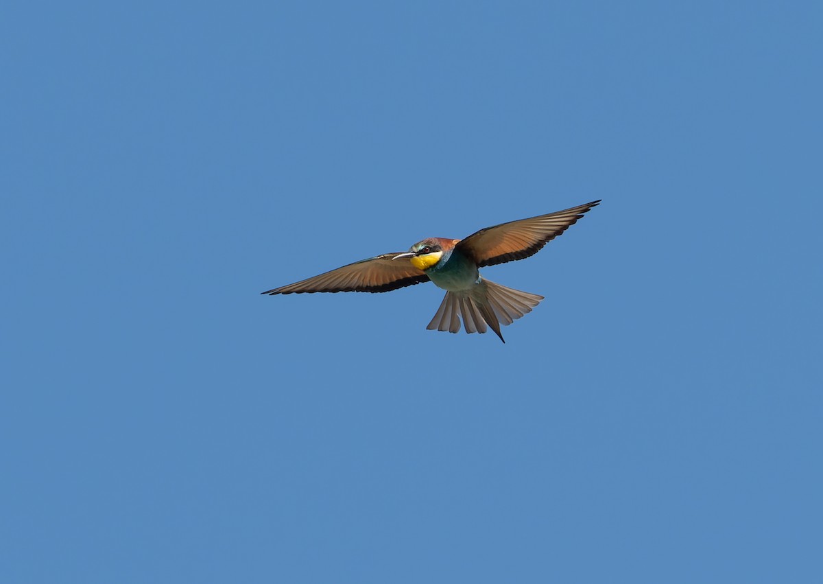 European Bee-eater - ML459501121