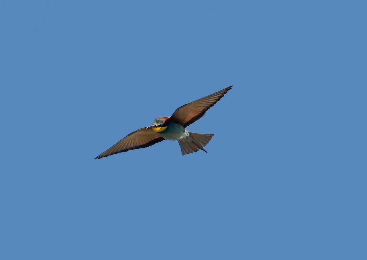 European Bee-eater - ML459501181