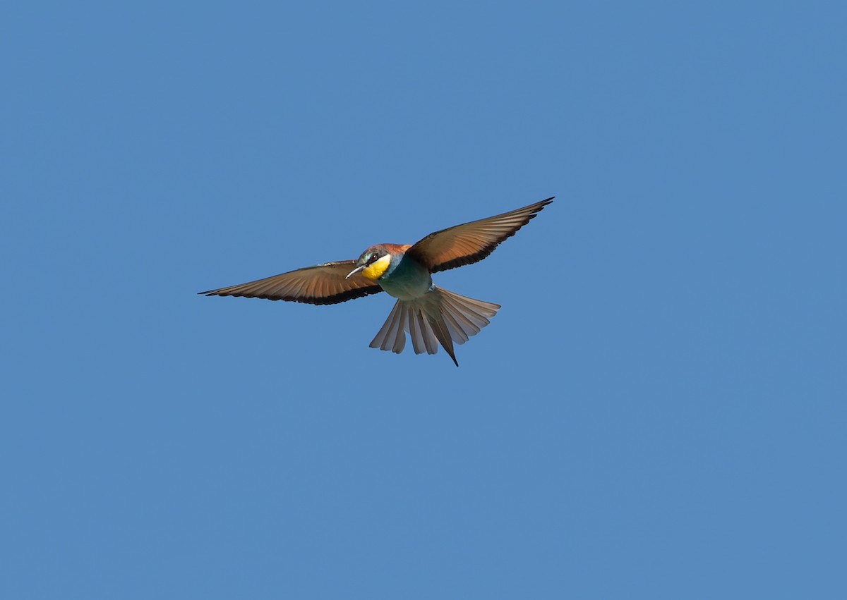 European Bee-eater - ML459501191