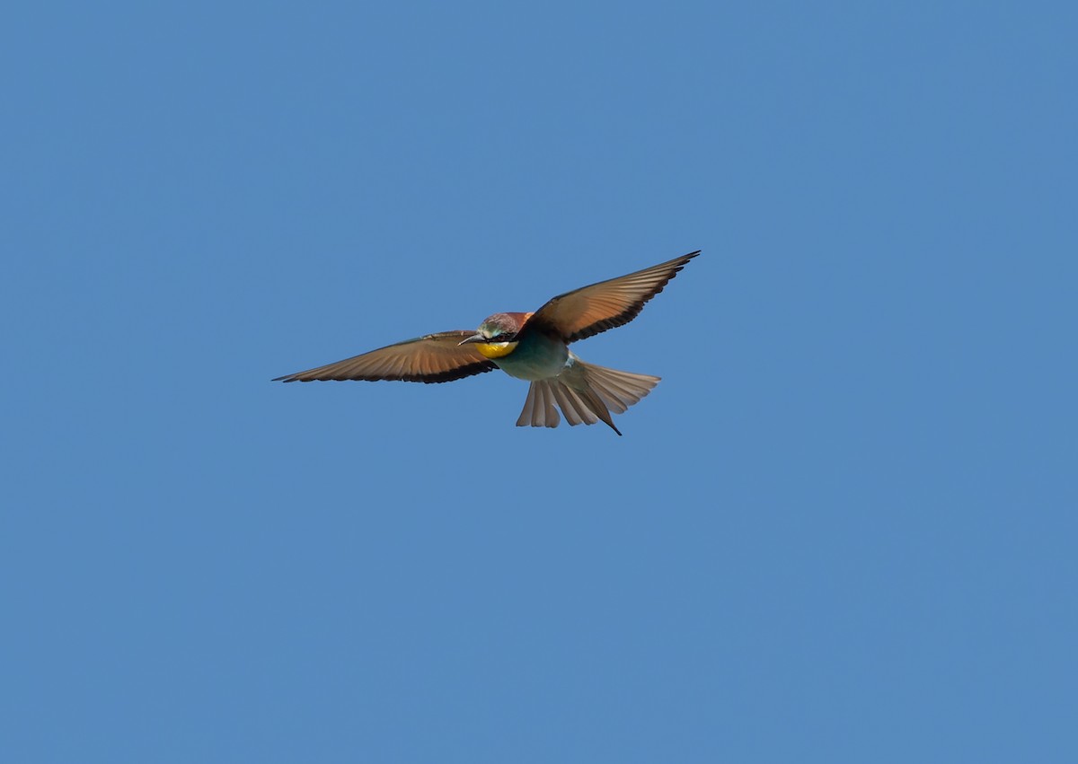 European Bee-eater - ML459501221