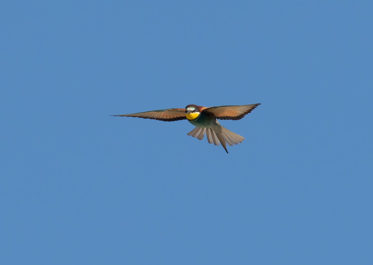 European Bee-eater - ML459501231