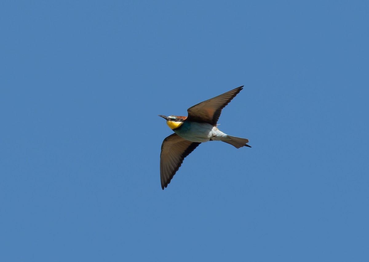 European Bee-eater - ML459501241