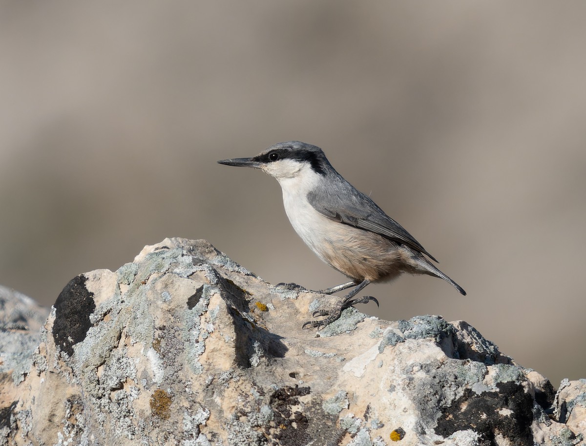 Eastern Rock Nuthatch - Simon Colenutt