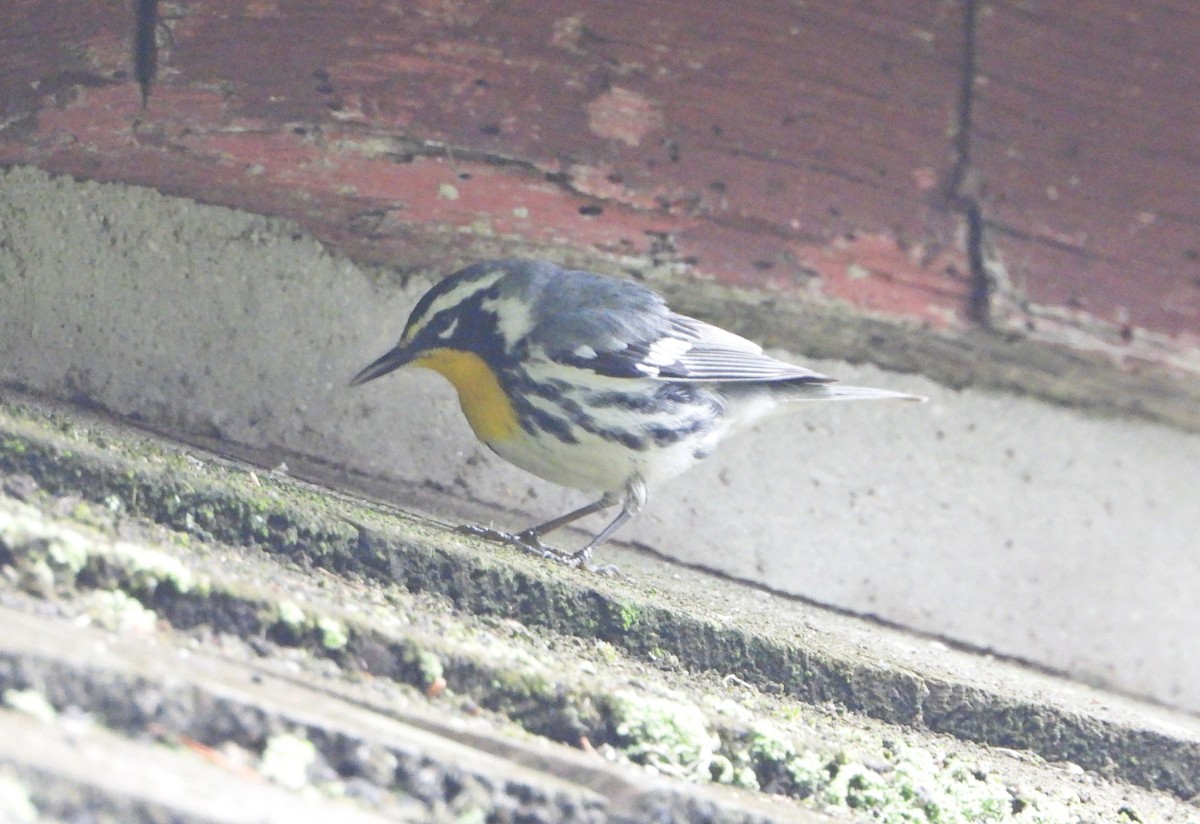 Yellow-throated Warbler - ML459503131