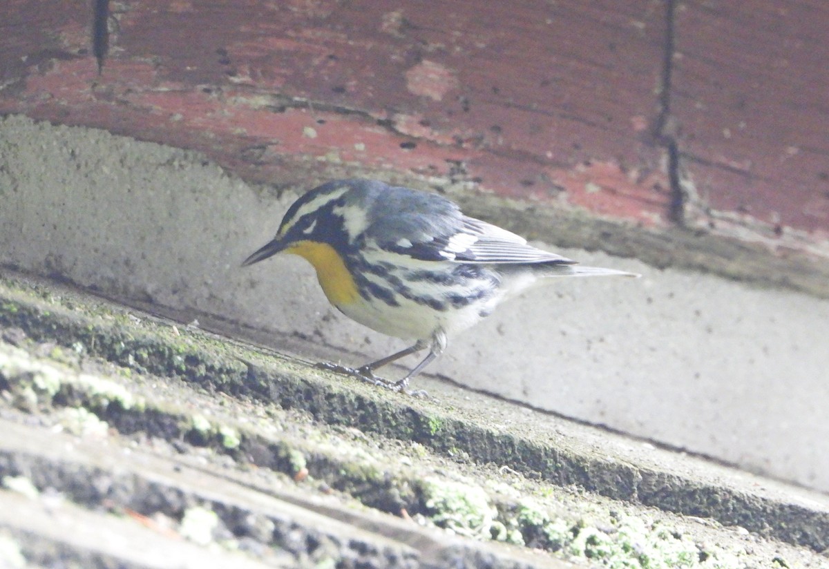 Yellow-throated Warbler - Karen Markey