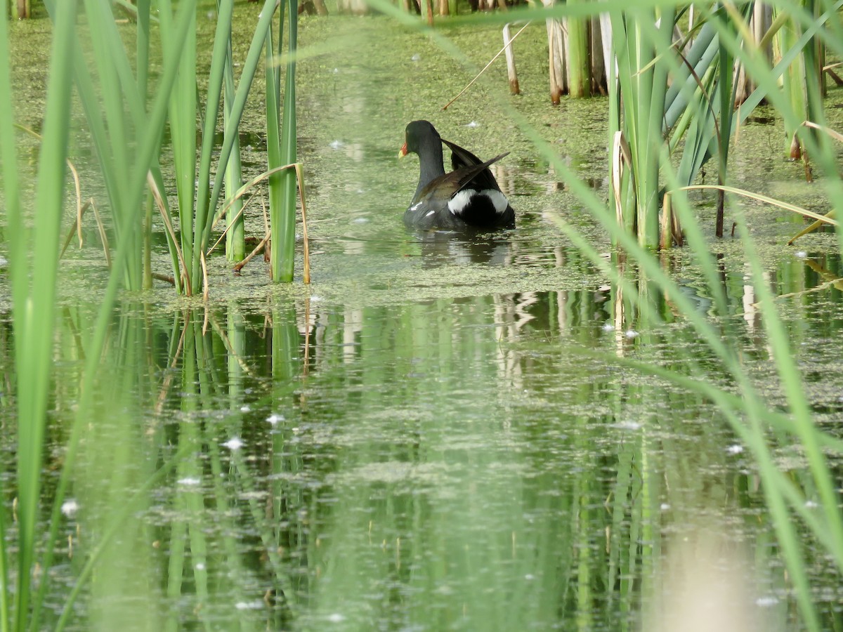 Common Gallinule - ML459503441