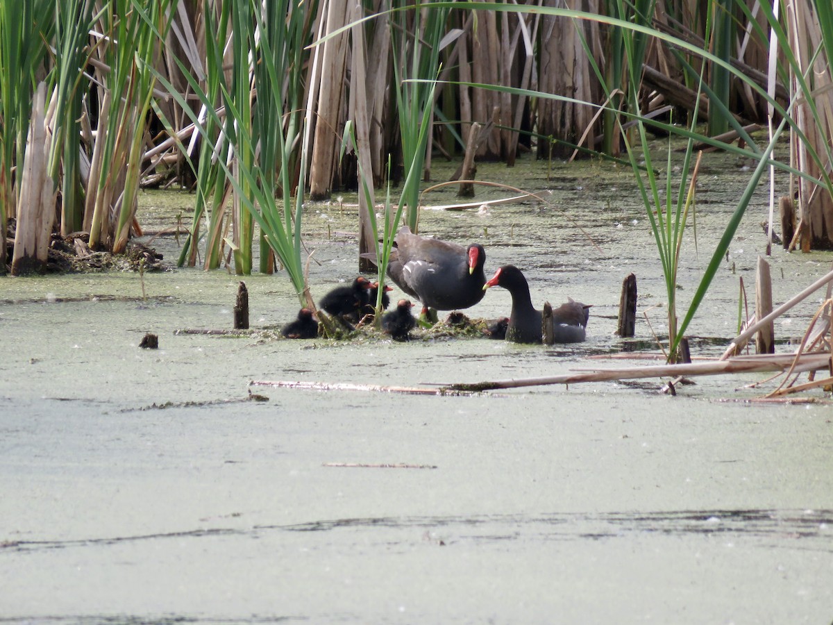 Common Gallinule - ML459503861