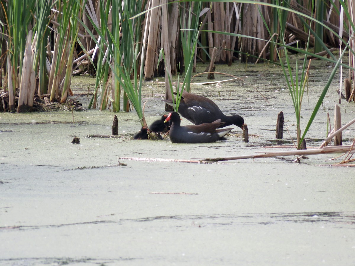 Common Gallinule - ML459503901