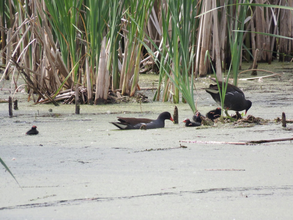 Common Gallinule - Dan Winkler