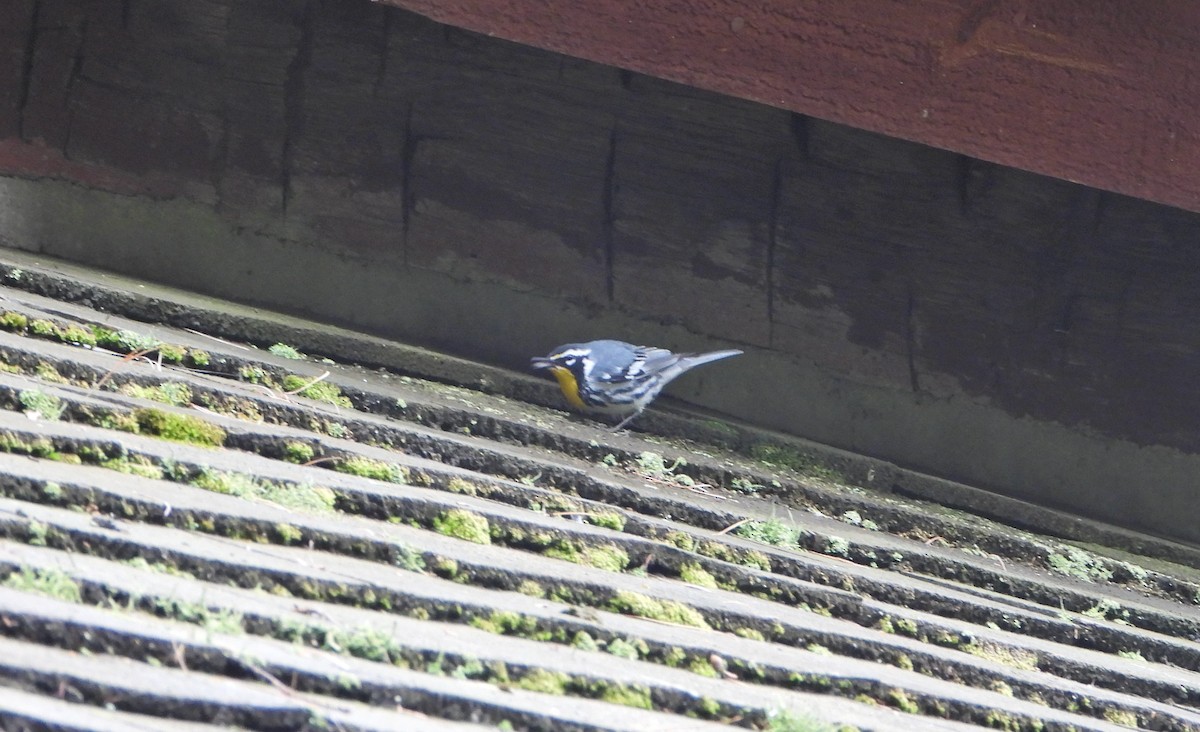 Yellow-throated Warbler - ML459505161