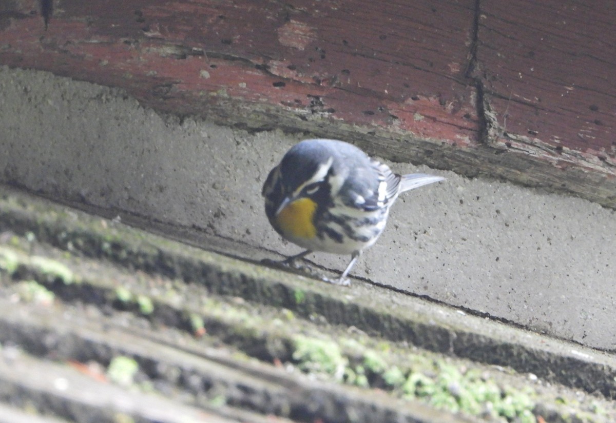 Yellow-throated Warbler - ML459505861