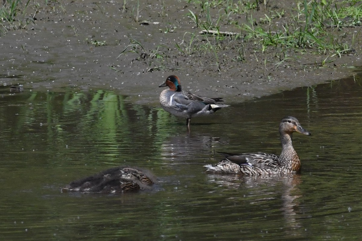 Green-winged Teal (American) - Barry Blust