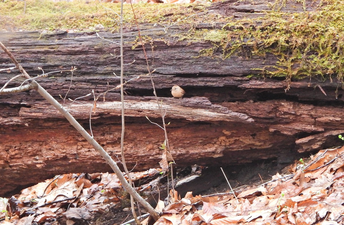 Winter Wren - ML459506871