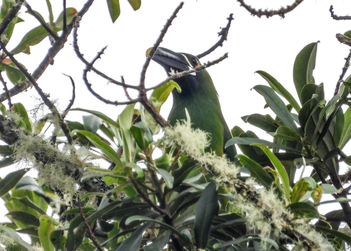 Toucanet à gorge blanche - ML459508071