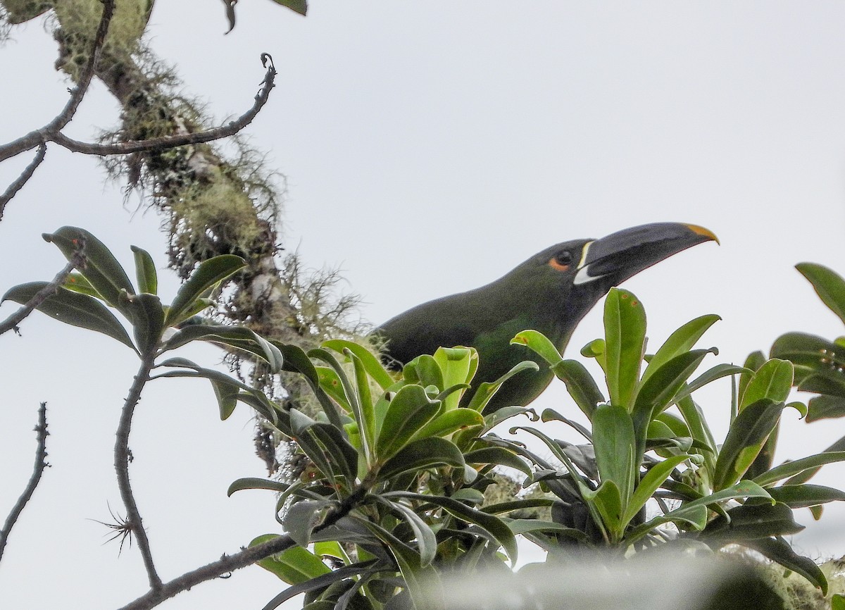 Toucanet à gorge blanche - ML459508081