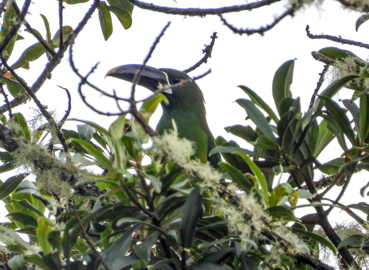 Tucanete Gorjiblanco - ML459508101