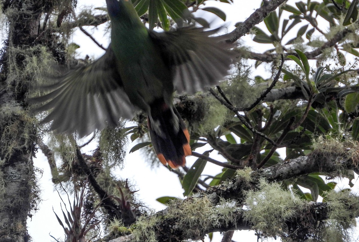 Southern Emerald-Toucanet - ML459508111