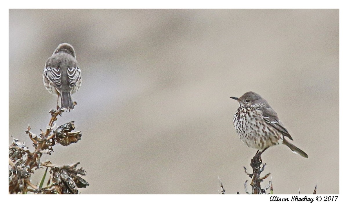 Sage Thrasher - ML45950861