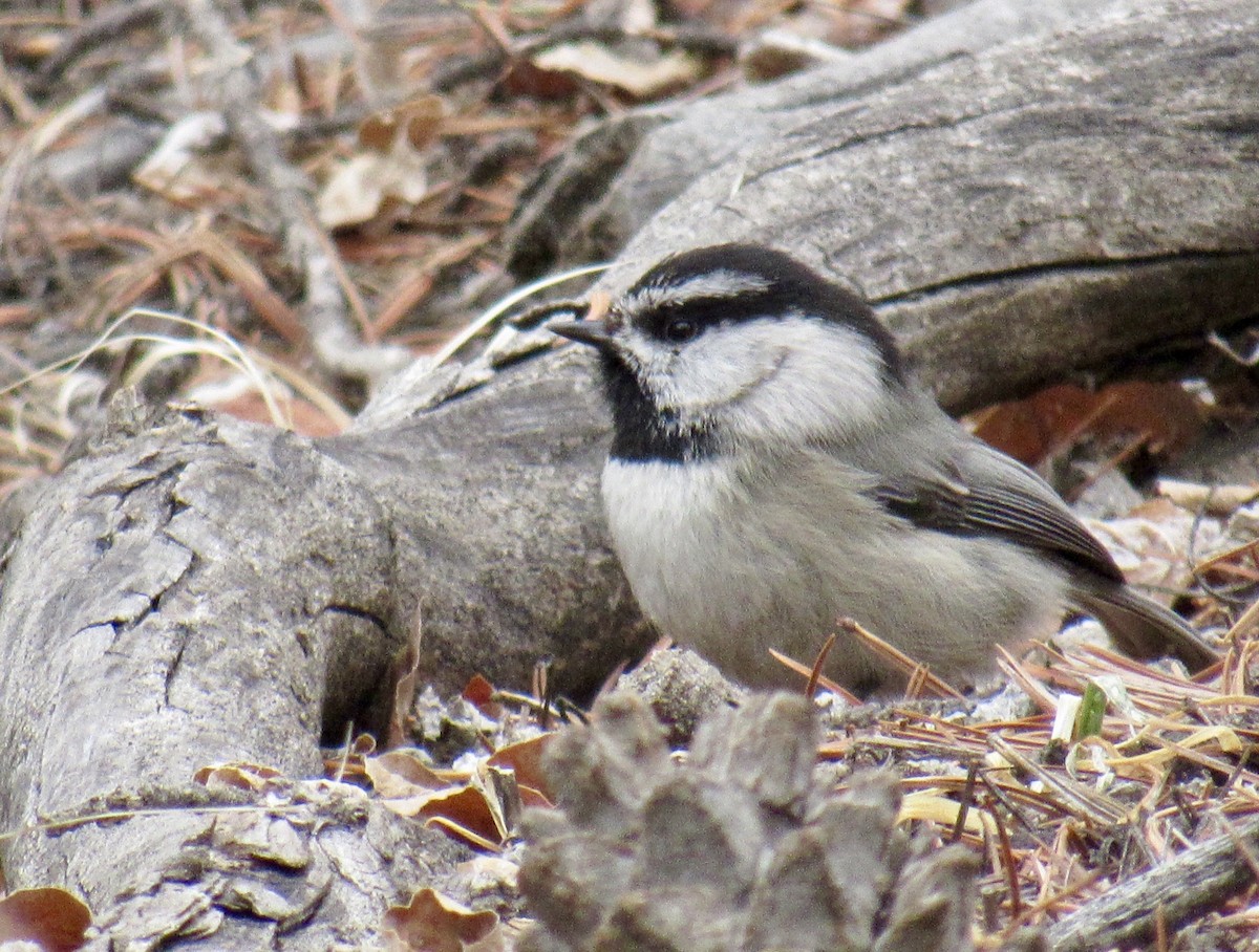 Mountain Chickadee - ML459509761