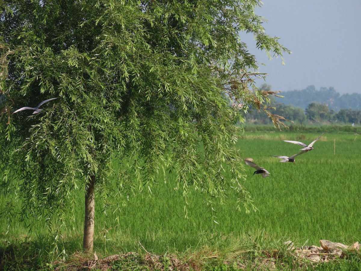 Whiskered Tern - ML459512031