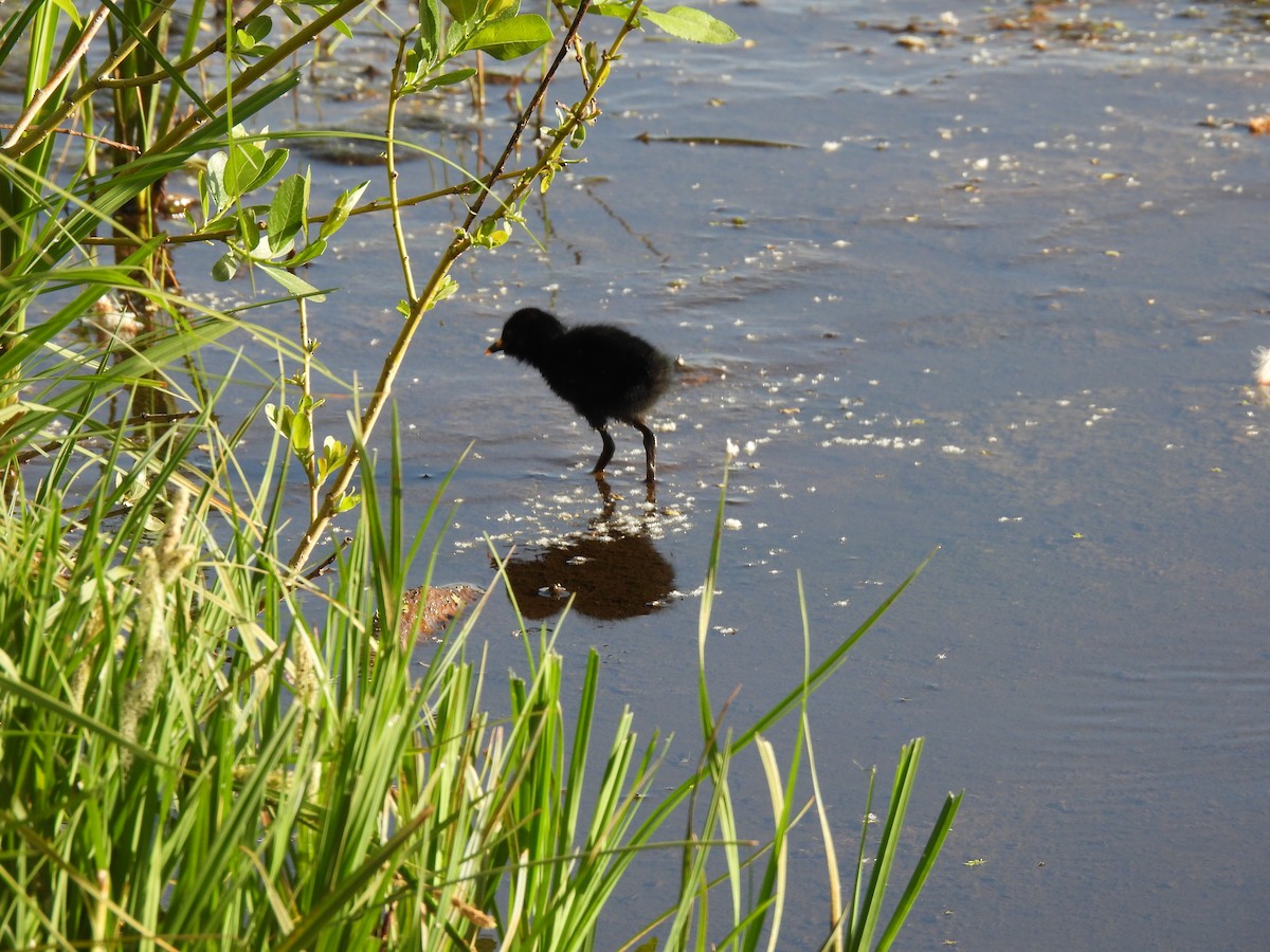 Virginia Rail - ML459512611