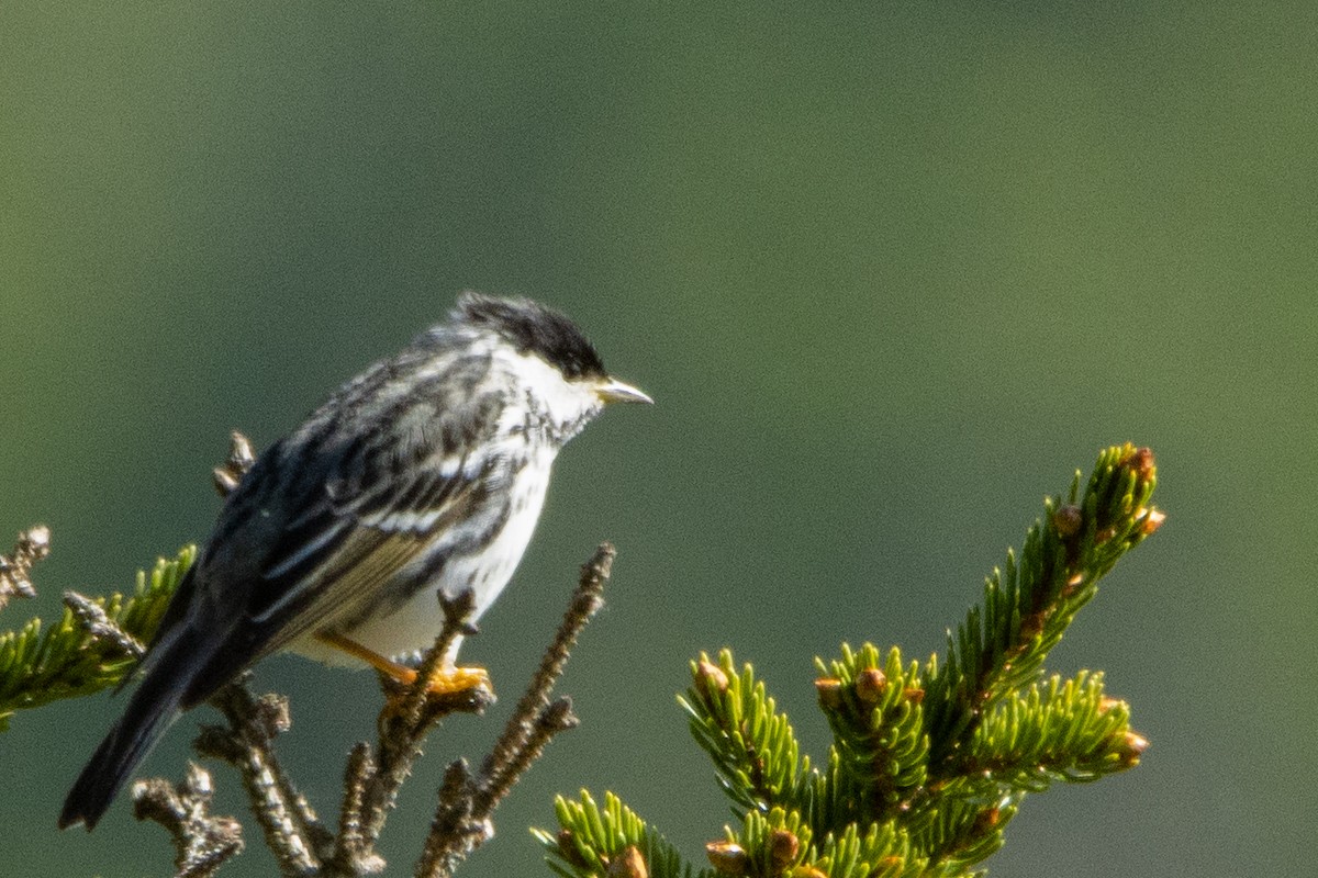Streifenwaldsänger - ML459512671
