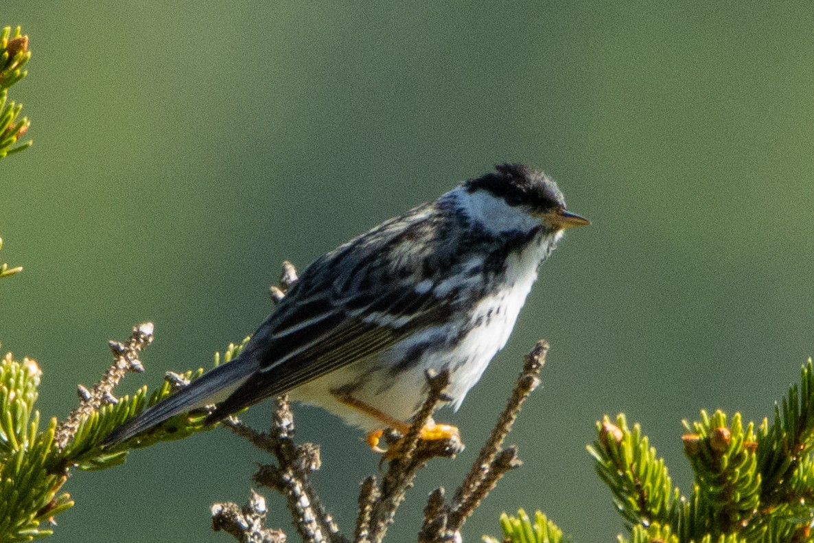 Streifenwaldsänger - ML459512681