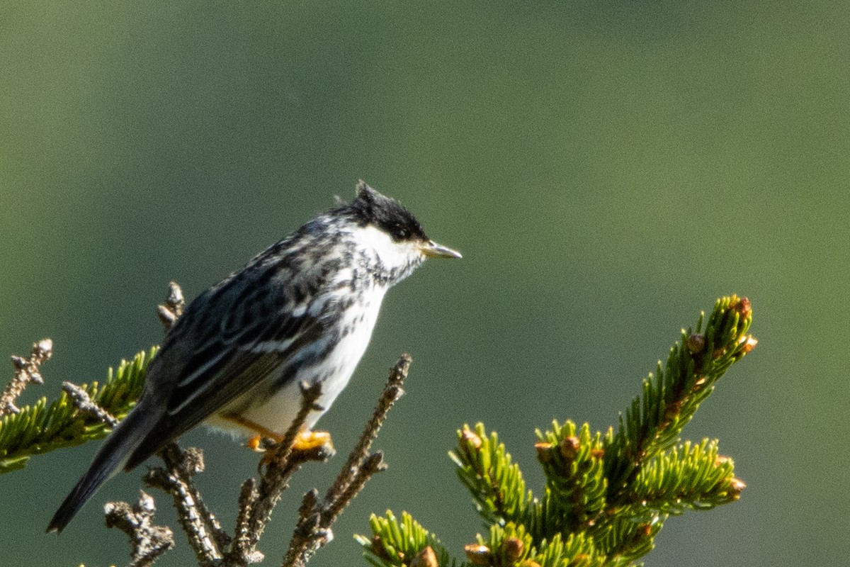 Streifenwaldsänger - ML459512711