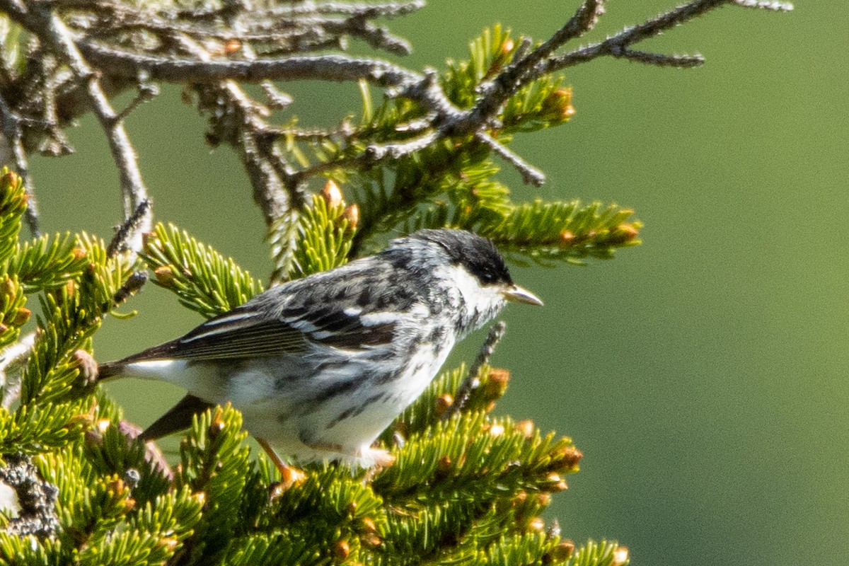 Streifenwaldsänger - ML459512721