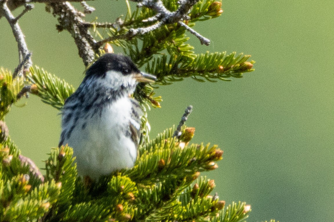 Streifenwaldsänger - ML459512771