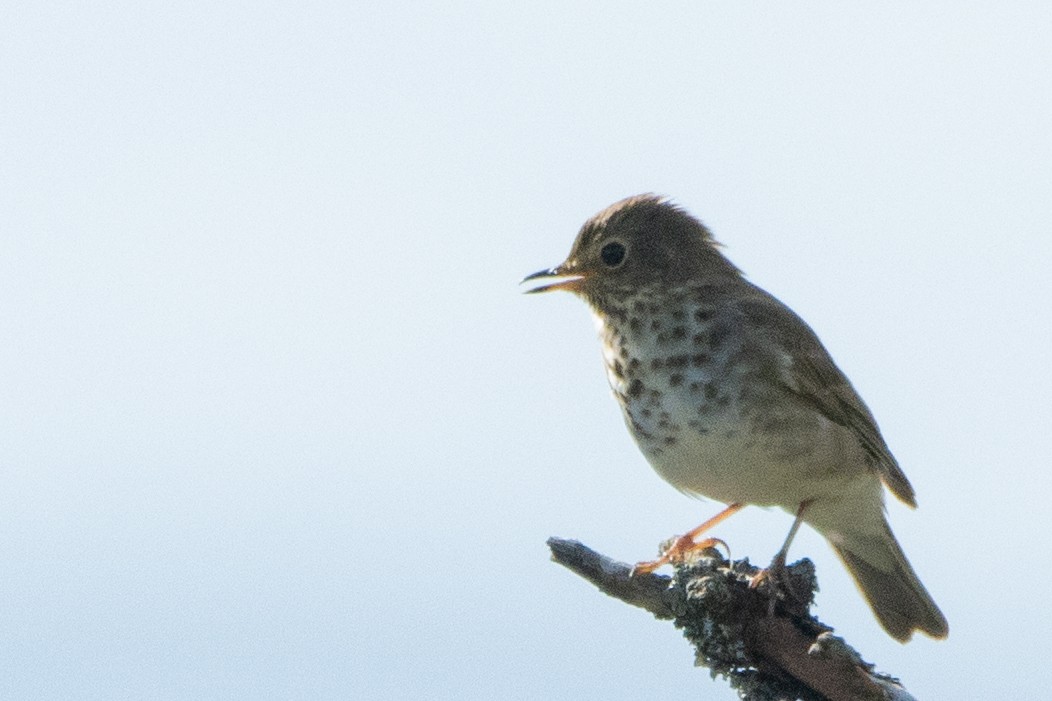 Zwergmusendrossel - ML459512821