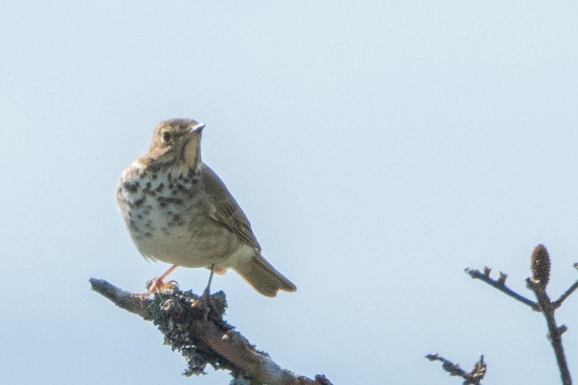 Zwergmusendrossel - ML459512831