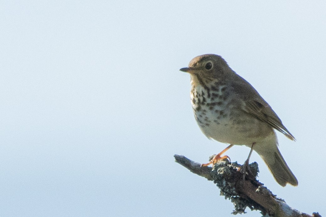 Zwergmusendrossel - ML459512851